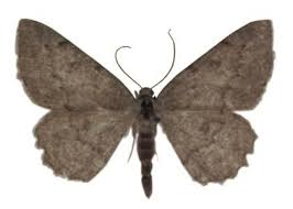 Attēlu rezultāti vaicājumam “Charissa ambiguata”