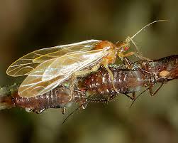 Attēlu rezultāti vaicājumam “Drepanosiphum platanoidis exuvia”