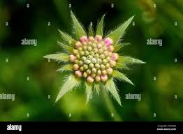 Attēlu rezultāti vaicājumam “Knautia arvensis bud”