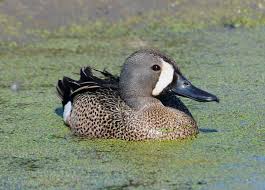 Image result for Anas discors