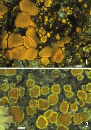 Attēlu rezultāti vaicājumam “Candelariella sp.”