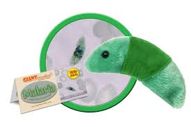 Attēlu rezultāti vaicājumam “Diachea muscorum plasmodium”