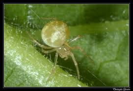 Attēlu rezultāti vaicājumam “Paidiscura pallens”