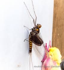 Attēlu rezultāti vaicājumam “Siphlonurus male”