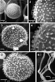 Attēlu rezultāti vaicājumam “Comatricha fragilis macro”