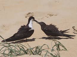 Image result for Onychoprion fuscatus