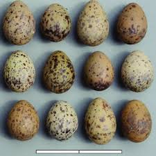 Attēlu rezultāti vaicājumam “Larus ridibundus eggs”