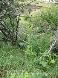 Attēlu rezultāti vaicājumam “Libanotis montana leaf”