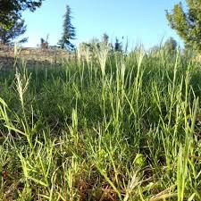 Attēlu rezultāti vaicājumam “Poa pratensis”