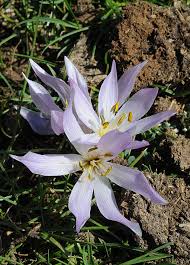 Attēlu rezultāti vaicājumam “Colchicum szovitsii subsp. szovitsii flower”