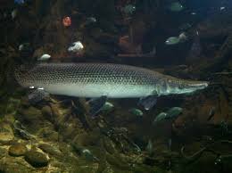 Image result for Atractosteus spatula