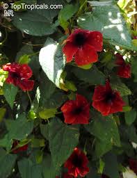 Image result for Thunbergia alata