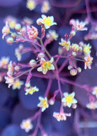 Attēlu rezultāti vaicājumam “Cotinus coggygria flower”