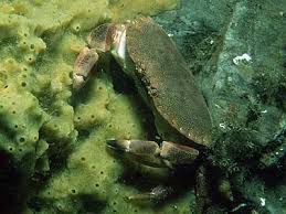 Image result for Cancer pagurus