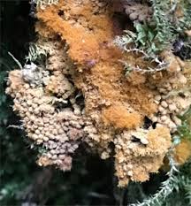 Attēlu rezultāti vaicājumam “Oligonema favogineum young”