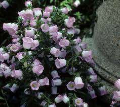 Image result for Campanula medium