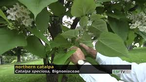 Attēlu rezultāti vaicājumam “Catalpa ovata leaf”