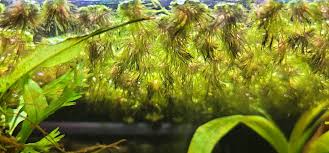 Attēlu rezultāti vaicājumam “Riccia canaliculata”