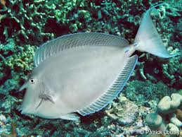 Image result for Naso unicornis