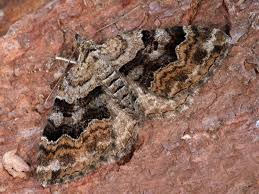 Attēlu rezultāti vaicājumam “Xanthorhoe quadrifasiata”