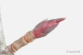 Attēlu rezultāti vaicājumam “Aronia melanocarpa bud”