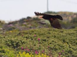 Image result for Pyrrhocorax pyrrhocorax