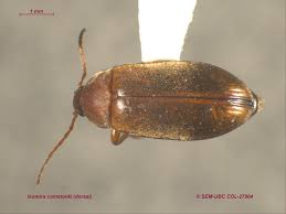 Attēlu rezultāti vaicājumam “Tenebrionidae”