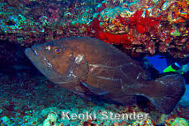 Image result for Hyporthodus quernus