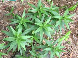 Attēlu rezultāti vaicājumam “Hieracium umbellatum bud”