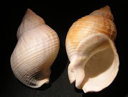 Image result for Buccinum undatum