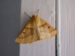 Attēlu rezultāti vaicājumam “Crocallis elinguaria”