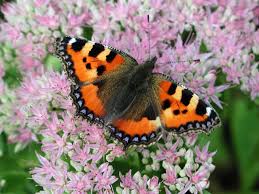 Attēlu rezultāti vaicājumam “Aglais urticae”