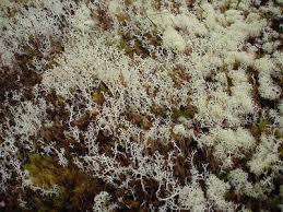 Attēlu rezultāti vaicājumam “Cladonia mitis”