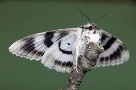 Attēlu rezultāti vaicājumam “Catocala fraxini”