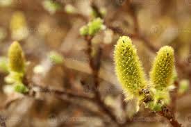 Attēlu rezultāti vaicājumam “Salix myrsinifolia male flower”