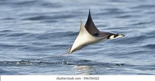 Image result for Mobula thurstoni