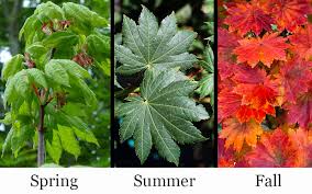 Attēlu rezultāti vaicājumam “Acer pseudosieboldianum”