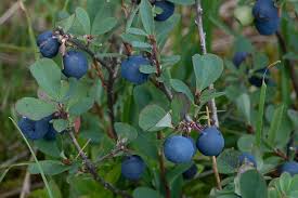 Attēlu rezultāti vaicājumam “Vaccinium uliginosum”