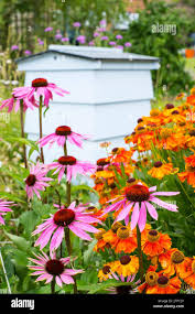 Image result for Echinacea Lustre hybrids