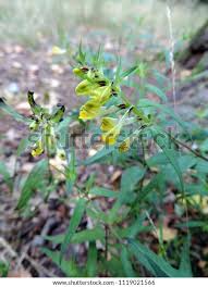 Attēlu rezultāti vaicājumam “Melampyrum pratense”