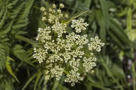 Image result for Chaerophyllum aureum