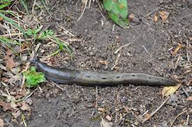 Attēlu rezultāti vaicājumam “Limax cinereoniger”