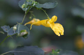 Attēlu rezultāti vaicājumam “Impatiens noli-tangere leaf”