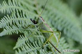 Attēlu rezultāti vaicājumam “Tettigonia viridissima”