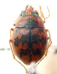 Attēlu rezultāti vaicājumam “Omophron limbatum”