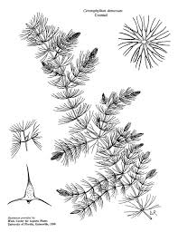 Attēlu rezultāti vaicājumam “Ceratophyllum demersum leaf”