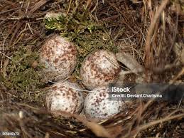 Attēlu rezultāti vaicājumam “Gallinago gallinago eggs”