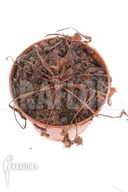 Attēlu rezultāti vaicājumam “Drosera x obovata”