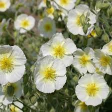 Attēlu rezultāti vaicājumam “Helianthemum x hybridum flower”
