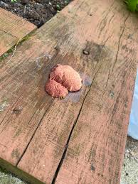 Attēlu rezultāti vaicājumam “Symphytocarpus flaccidus young”